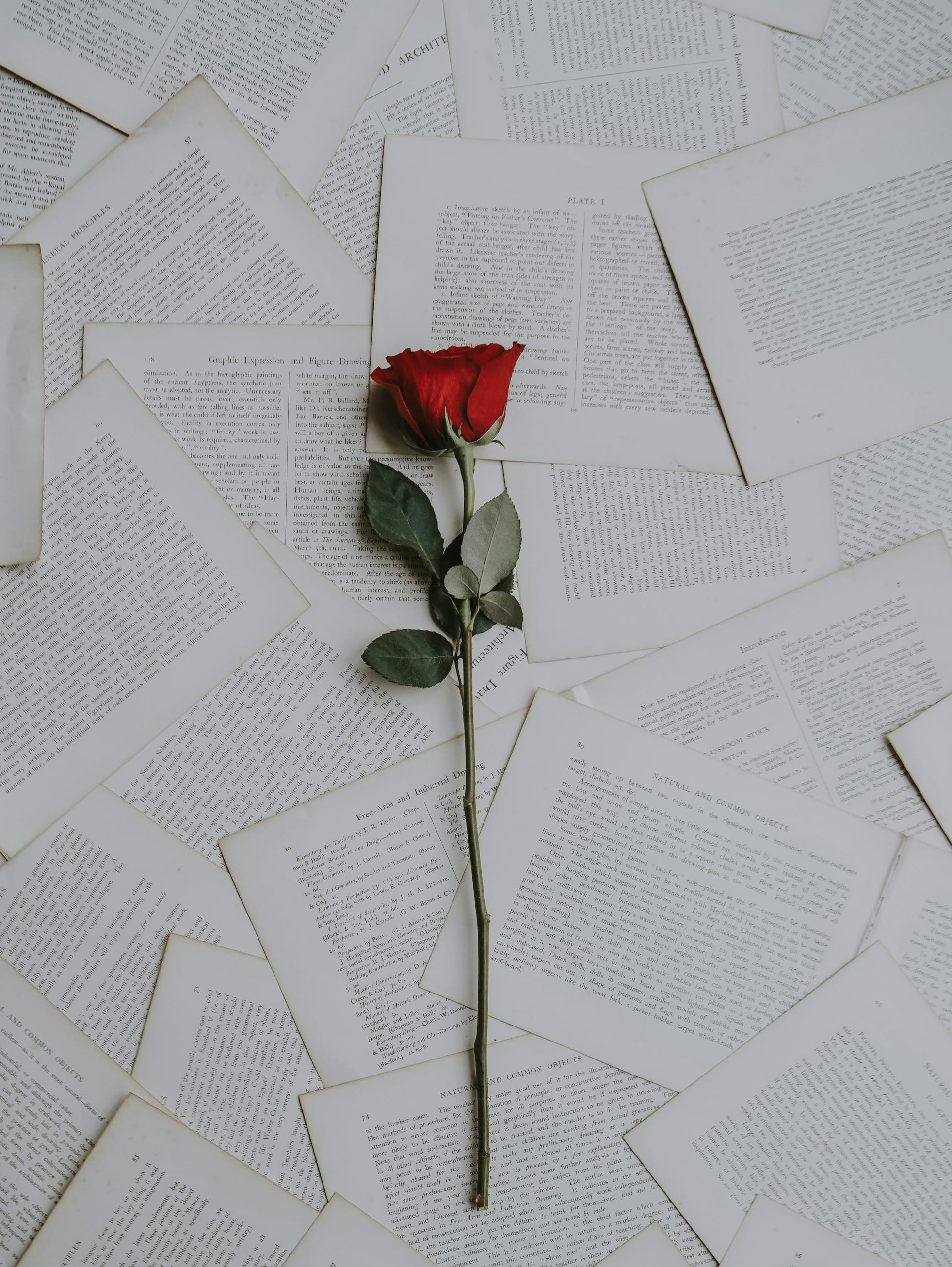 red rose on book sheets